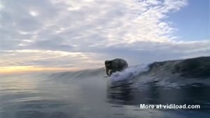 Surfing Elephant