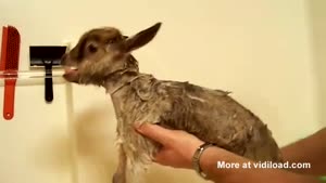 Little Goat's First Bath
