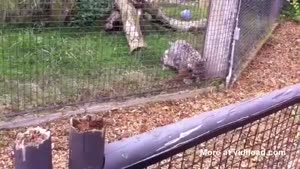 Leopard Kills Squirrel In Front Of Child