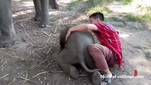 Baby Elephant Cuddling With Boy