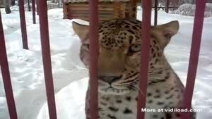 Leopard Isn't In The Mood