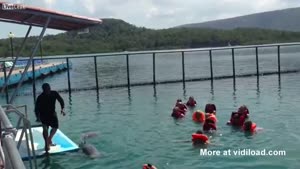 Dolphin Assaults Girl
