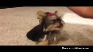 Cute Dog Playing Games With Her Owner