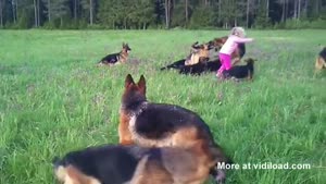 Little Girl Playing With 14 German Shepherds