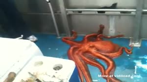 Octopus Escapes Through Extremely Small Hole