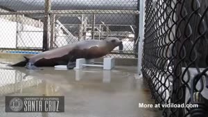 Sea Lion Knows How To Keep A Beat
