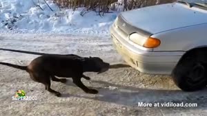Dog Pulls Car With His Mouth