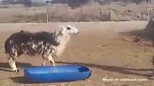 Goat Takes Revenge