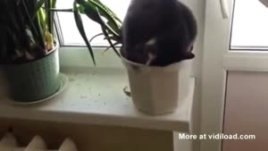 Cat Sleeping In Flower Pot