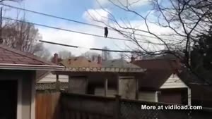 Raccoon Walking Over Electricity Cabels