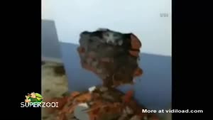 Rescuing A Dog