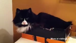 Cat Shows Who's The Boss