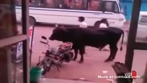 Bull Making Love To Motorcycle