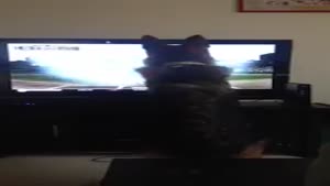 Dog Almost Ruins TV