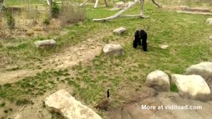 Goose Battles Gorilla