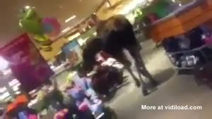 Moose Walks Into Supermarket