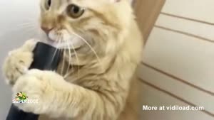 Vacuum Kitty