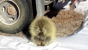 Hedgehog Is Not Ready To Wake Up