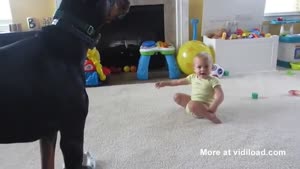 Dobermann Playing With Baby