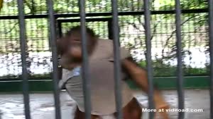 Monkey With Fashion Sense