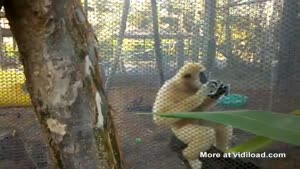 Texting Monkey