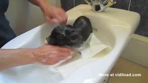 Piggy Bath Time