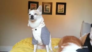 Dressed Up Dogs Are Angry