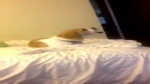 Dog Doesn't Get It