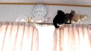 Adventurous Kittens Stuck On Curtain Rails