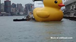 Giant Rubber Duck Swimming In Hong Kong