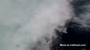 Orcas Pretending To Be Dolphins