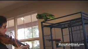 Parrot Does Not Like Violin Music