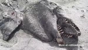 Sea Monster Washes Ashore On New Zealand Beach