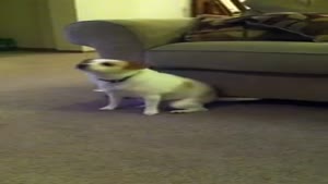 Dog Shaking Its Booty