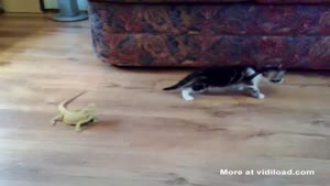 Lizard Freaks Kitten Out