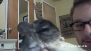 Chinchilla Kicks Owner In The Face