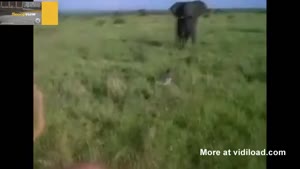 Drunk Guy Chases Wild Elephant