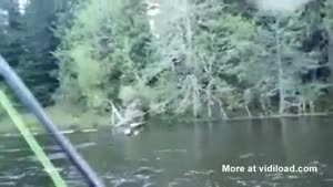 Eagle Steals Fish From Fisher Man