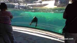 Sea Lion Is Concerned About Little Girl