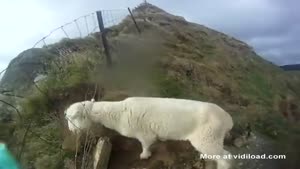 Rescueing A Sheep