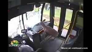 Deer Crashes Through Windshield of City Bus 