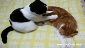 Cat Massaging Its Friend