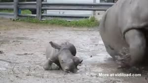 Baby Rhino Imitating His Mommy