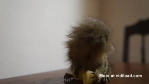 Tiny Monkey Eating Pasta