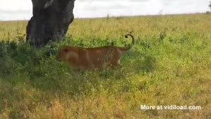 Lioness Falls From Tree