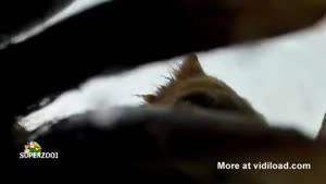 Bear Eats Video Camera