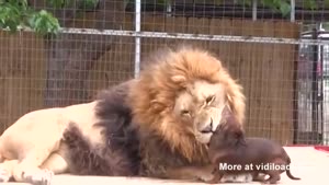 Lion And Dog French Kissing