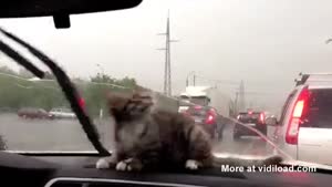 Cat Doesn't Understand Wipers