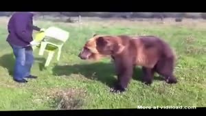 Guy Playing With His Pet Bear