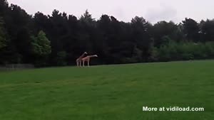 Giraffe Sex Gone Wrong